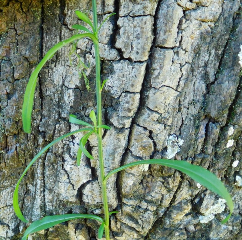 Asteracea:  Symphyotrichum squamatum