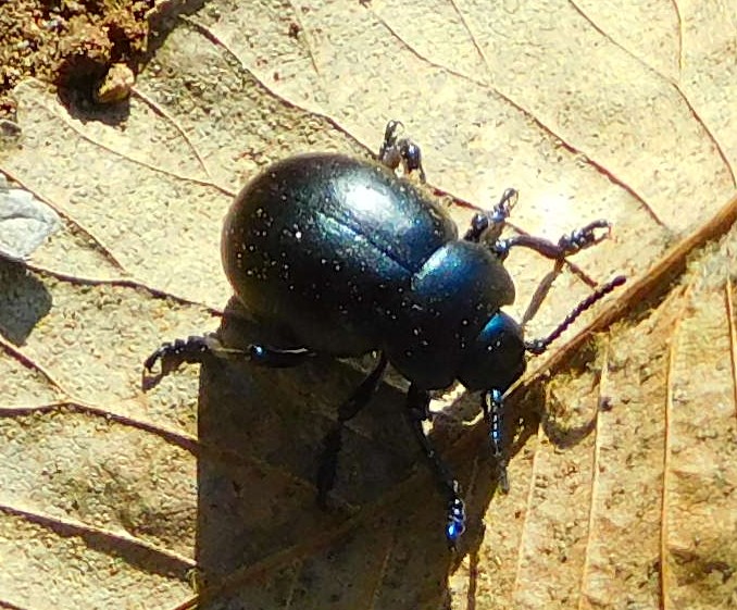 Chrysomelidae: Timarcha cfr. nicaeensis, femmina