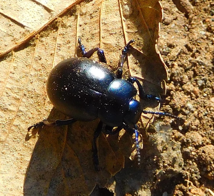 Chrysomelidae: Timarcha cfr. nicaeensis, femmina