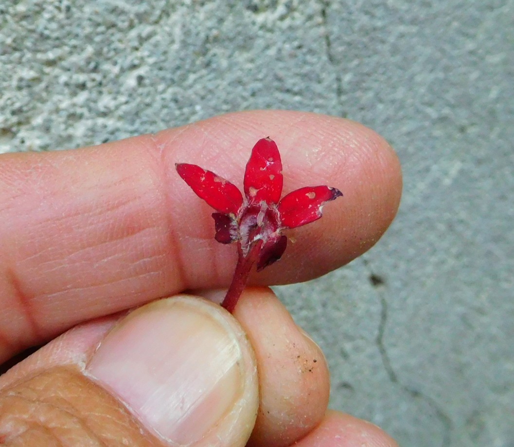 Pentas lanceolata (Rubiaceae)