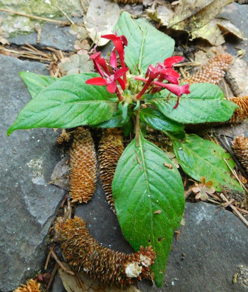 Pentas lanceolata (Rubiaceae)