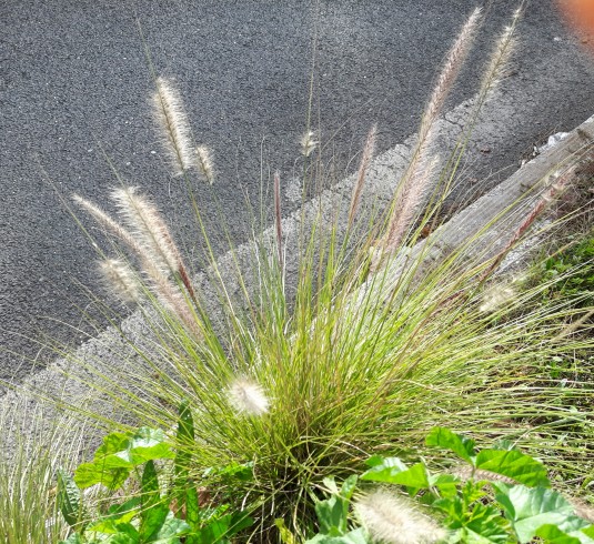 Poaceae: Pennisetum ( =  Cenchrus sp).