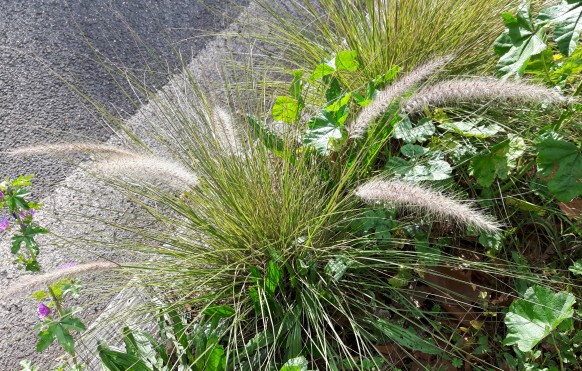 Poaceae: Pennisetum ( =  Cenchrus sp).