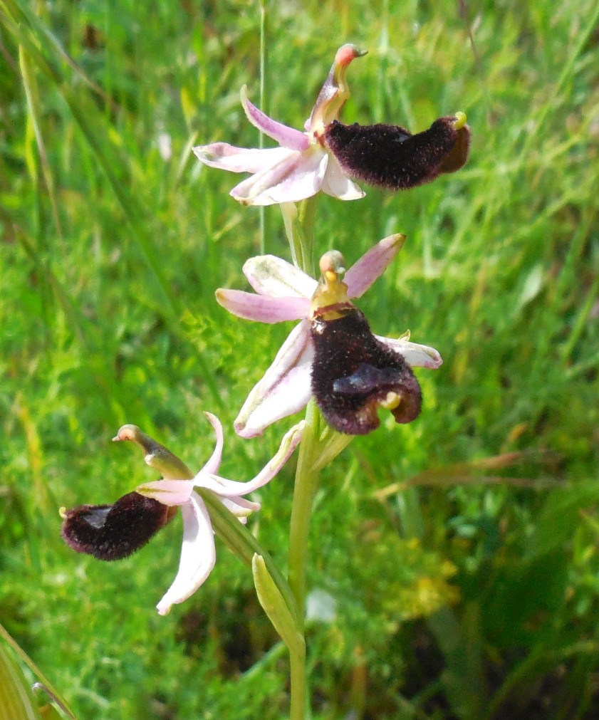 ophrys da determinare 8 feb