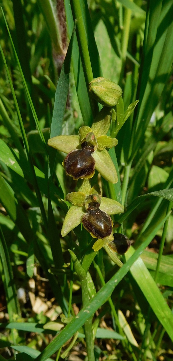 ophrys da determinare 19apr bis