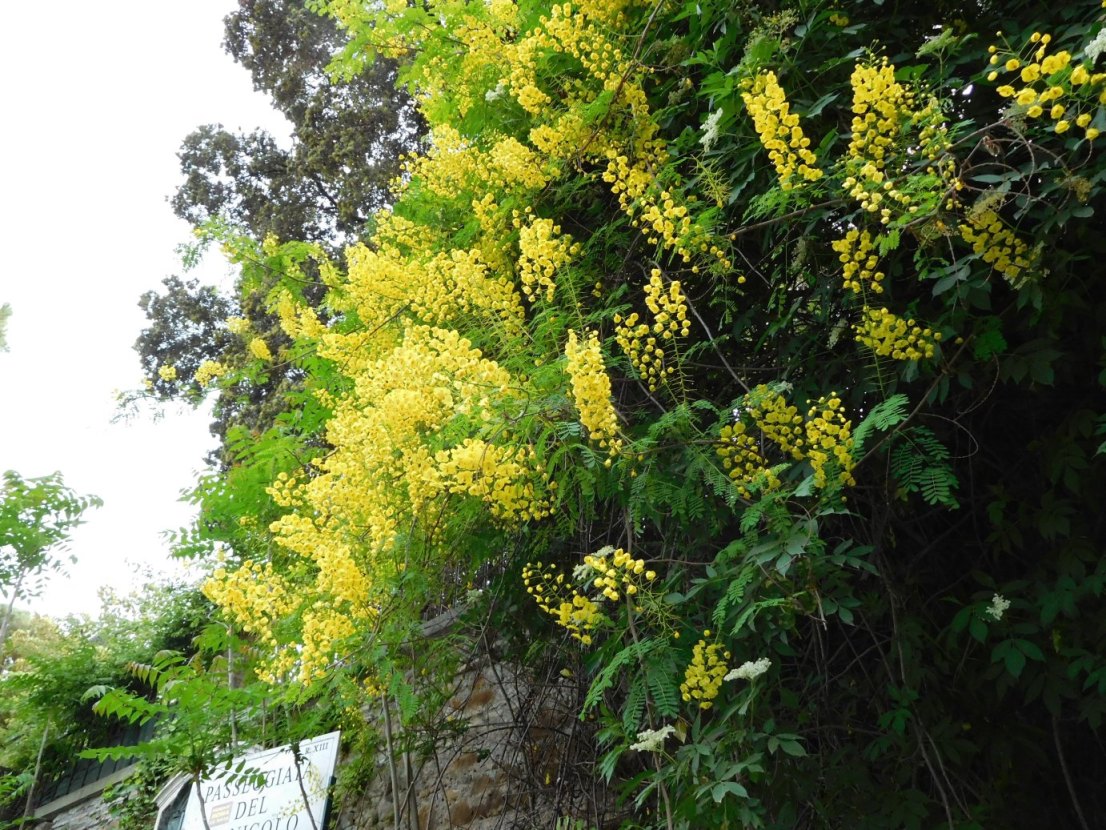 Caesalpinia decapetala (Roth) Alston (Fabaceae)