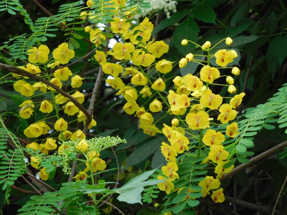 Caesalpinia decapetala (Roth) Alston (Fabaceae)