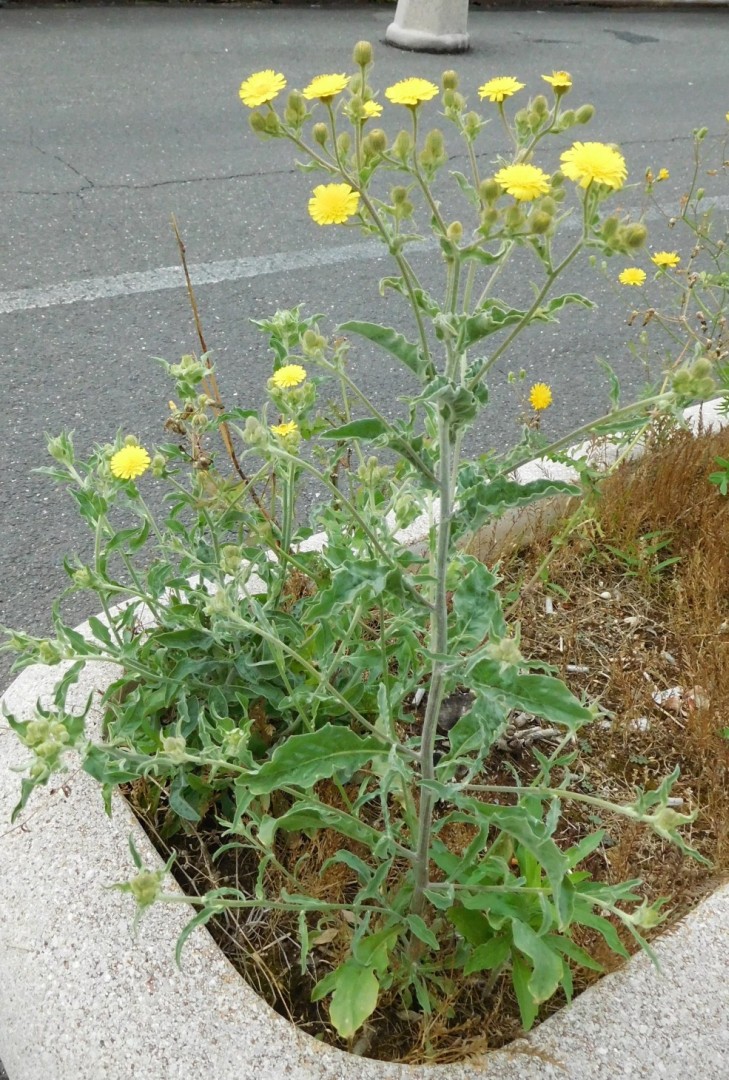 Andryala integrifolia / Lanutella