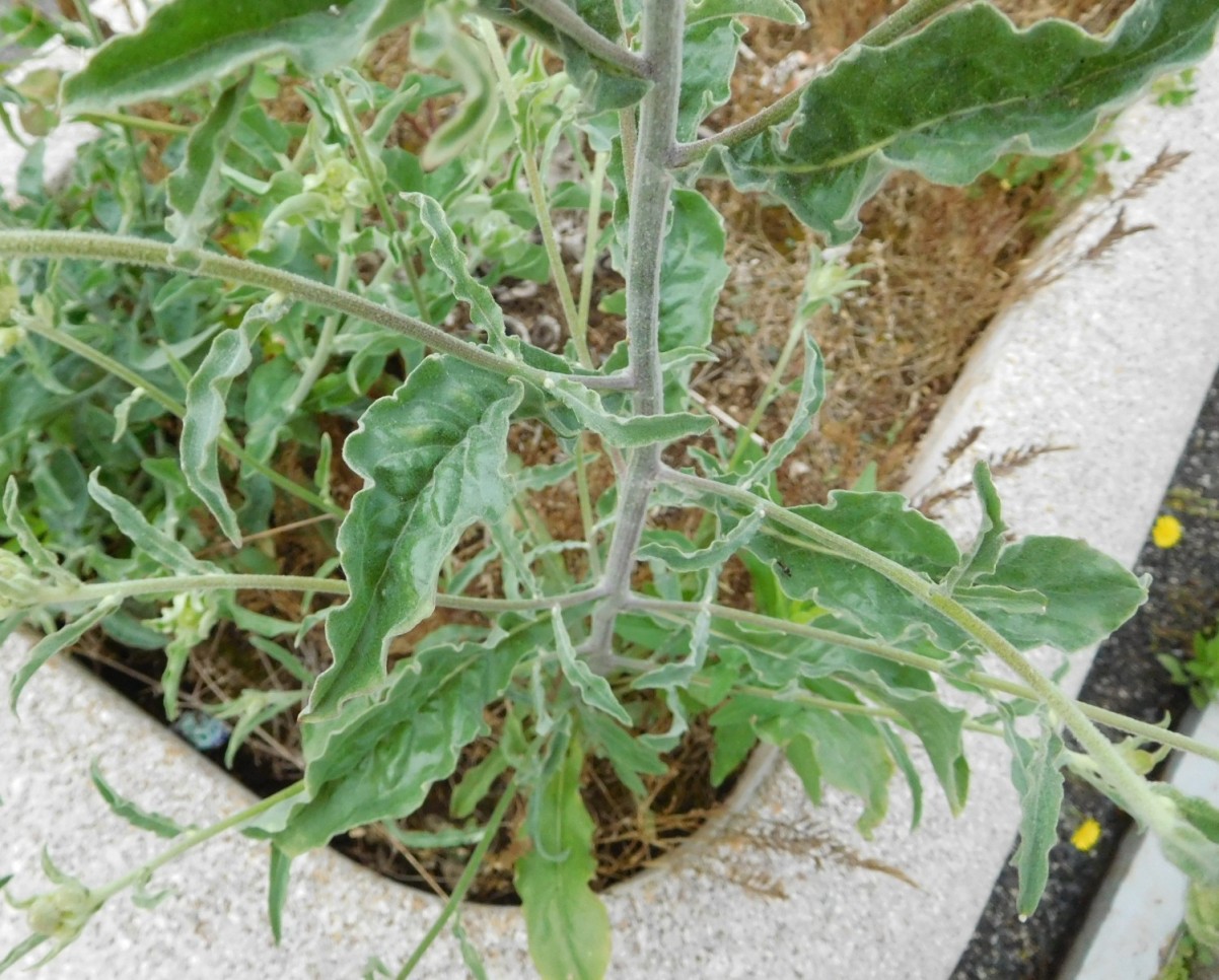 Andryala integrifolia / Lanutella