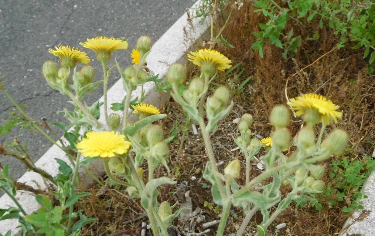 Andryala integrifolia / Lanutella