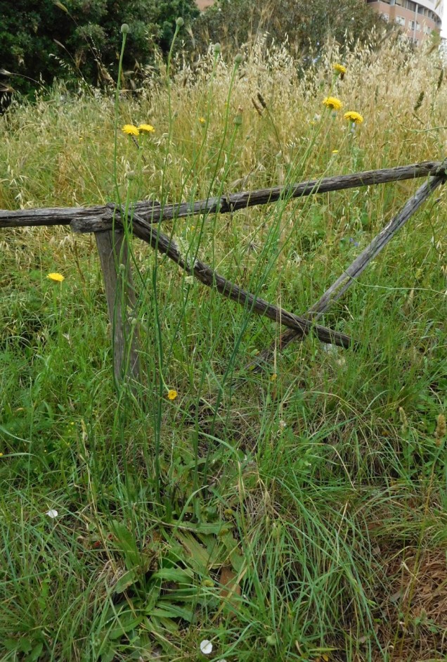 Asteraceae:  Hypochaeris radicata