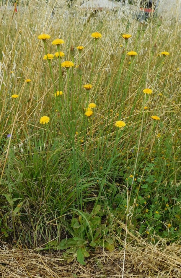 Asteraceae:  Hypochaeris radicata