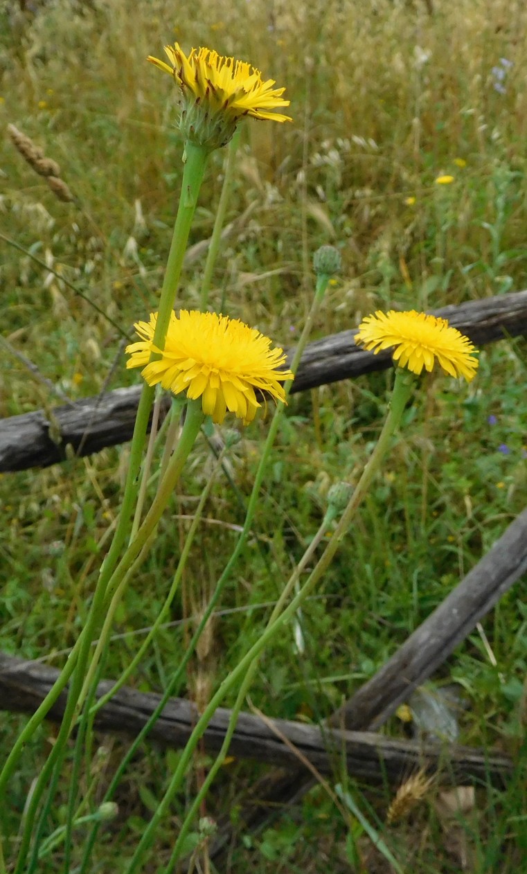 Asteraceae:  Hypochaeris radicata