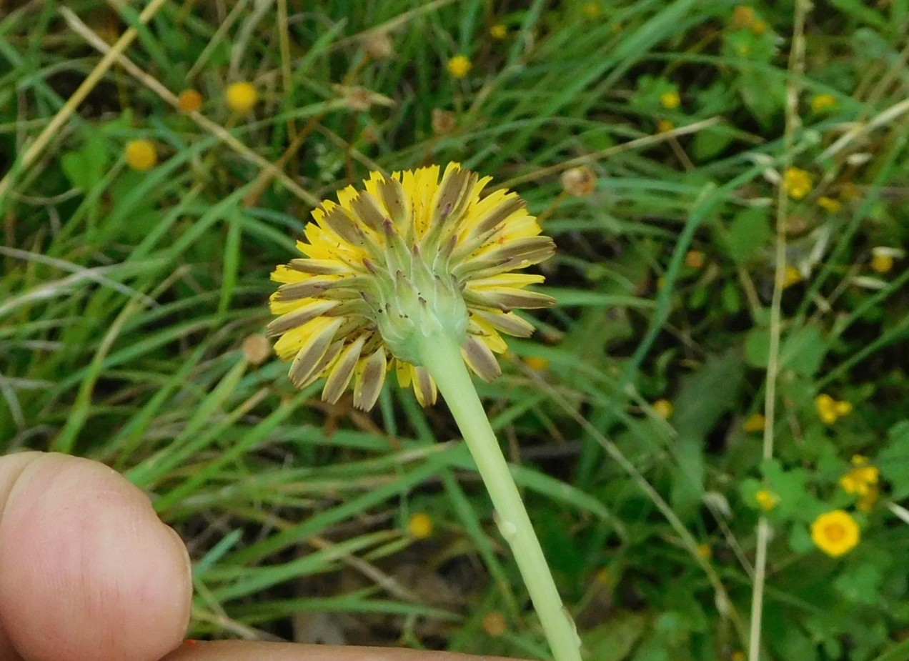 Asteraceae:  Hypochaeris radicata