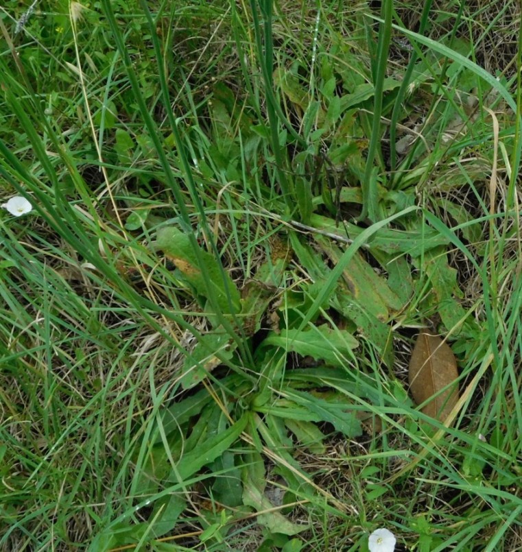 Asteraceae:  Hypochaeris radicata