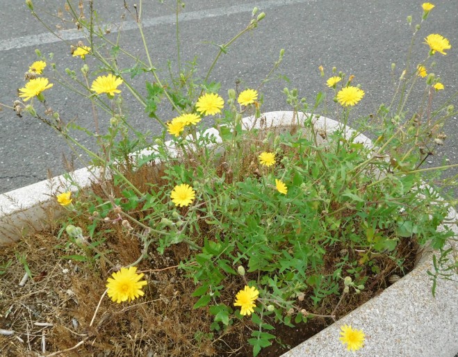 Sonchus tenerrimus / Grespino sfrangiato