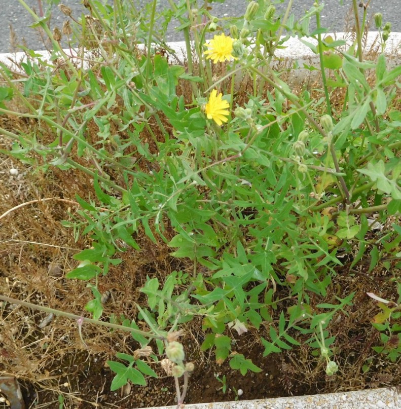 Sonchus tenerrimus / Grespino sfrangiato