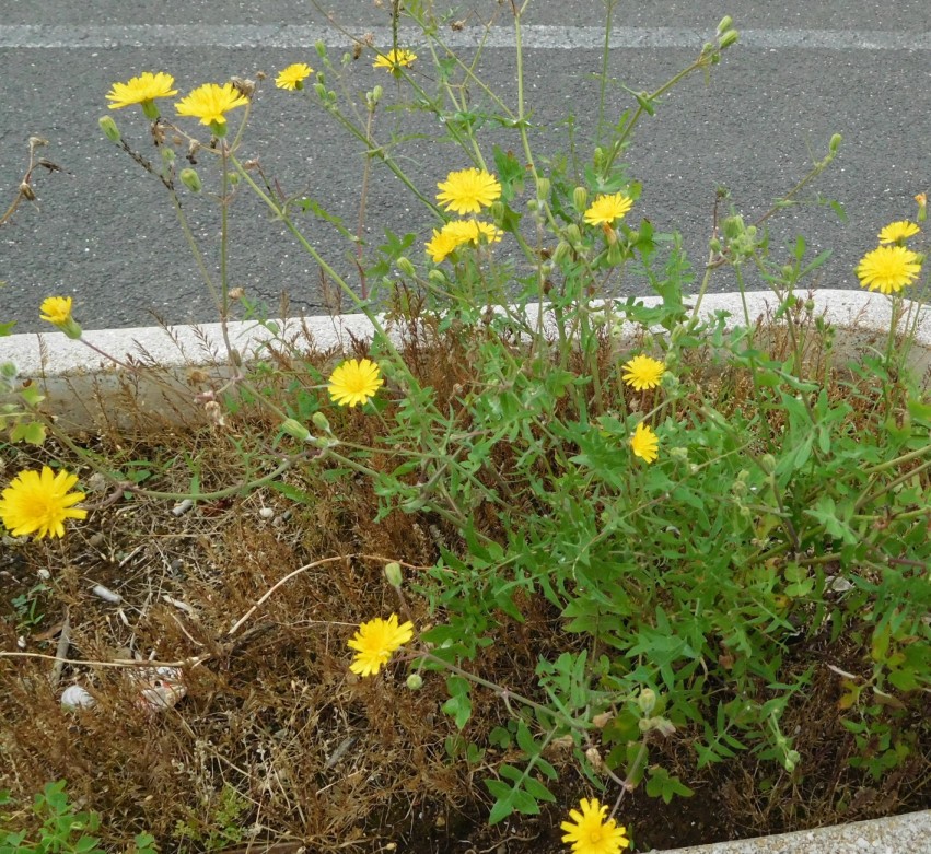 Sonchus tenerrimus / Grespino sfrangiato