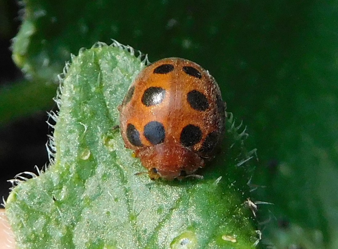 Coccinellidae fitofaga: Henosepilachna elaterii