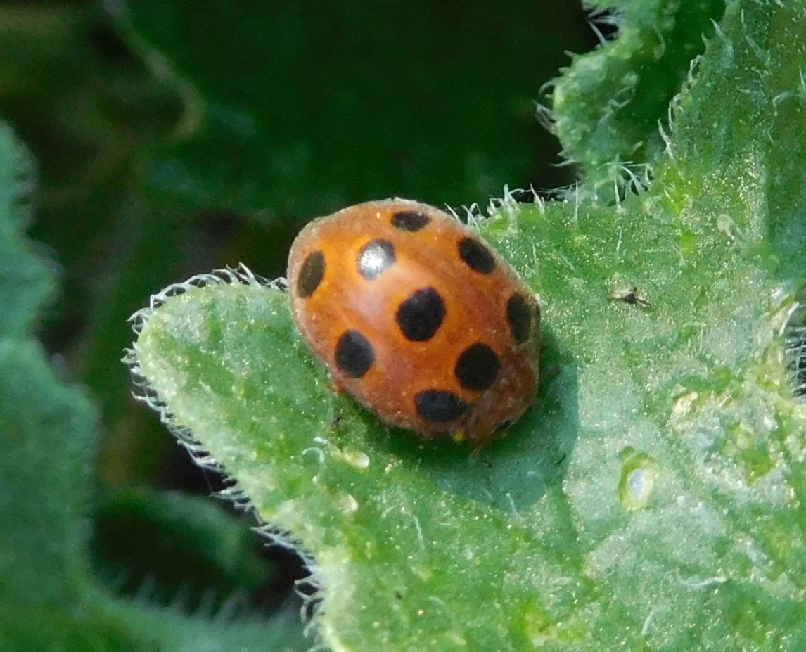 Coccinellidae fitofaga: Henosepilachna elaterii