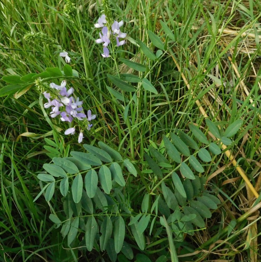 Galega officinalis