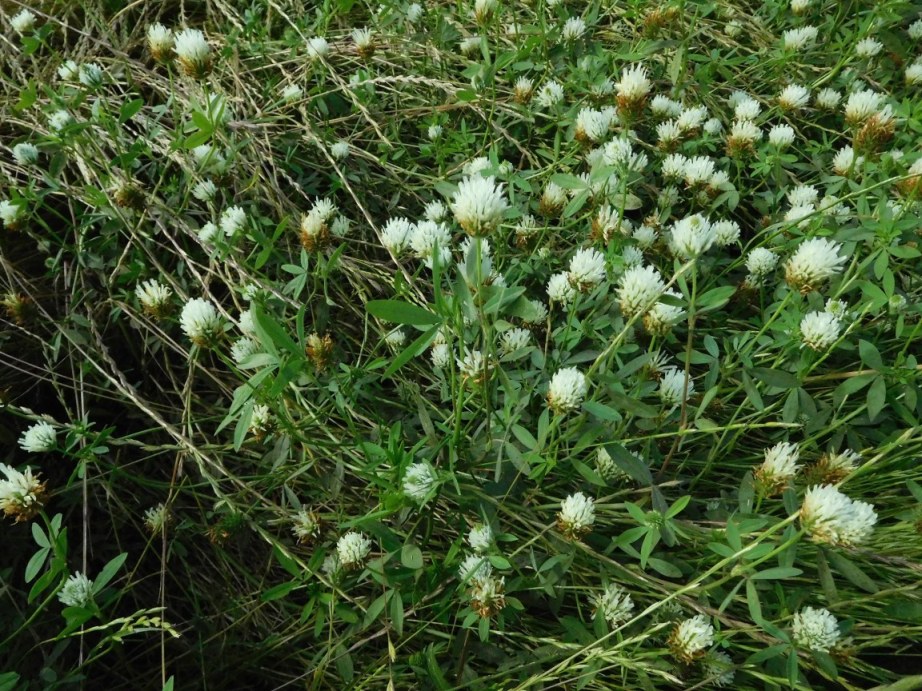 pianta da determinare 10giu - Trifolium squamosum