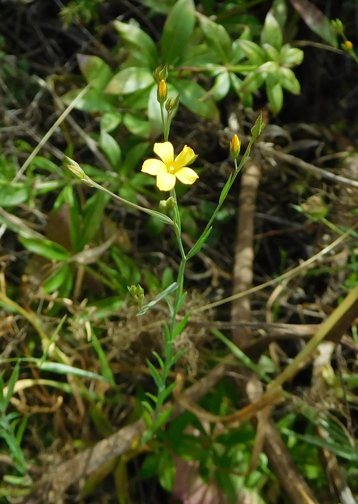Linum sp.  (Malpighiales - Linaceae)