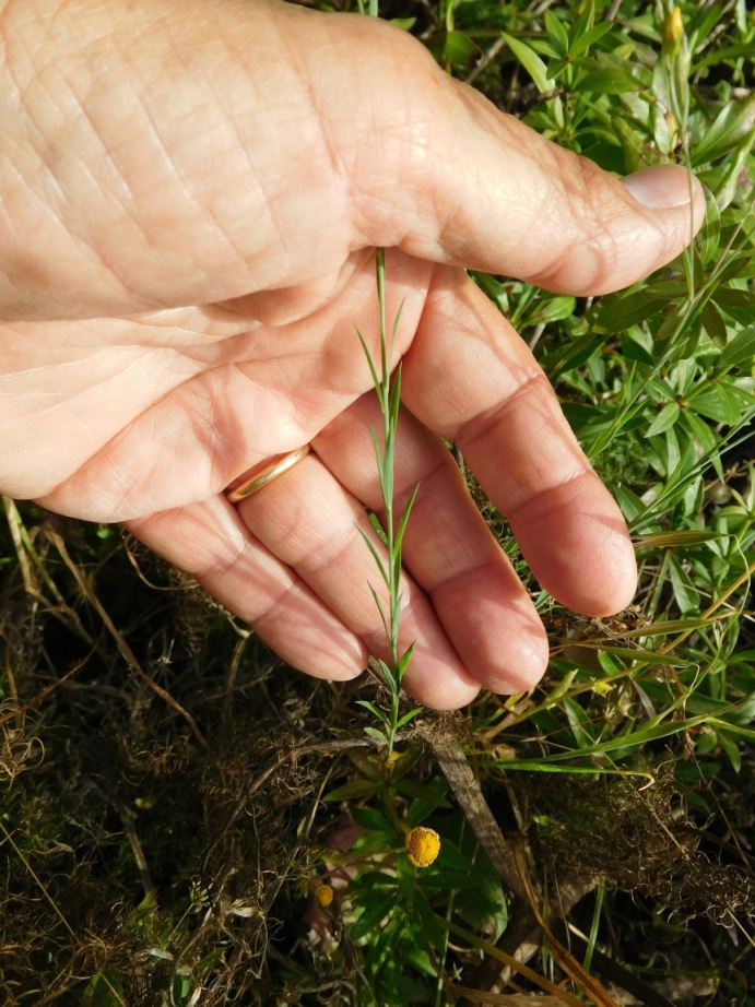 Linum sp.  (Malpighiales - Linaceae)