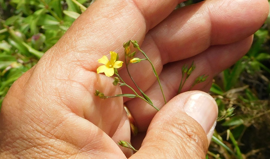 Linum sp.  (Malpighiales - Linaceae)
