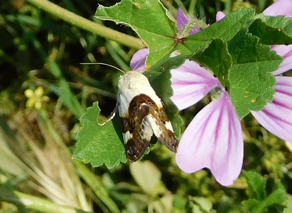 Acontia lucida (Noctuidae)
