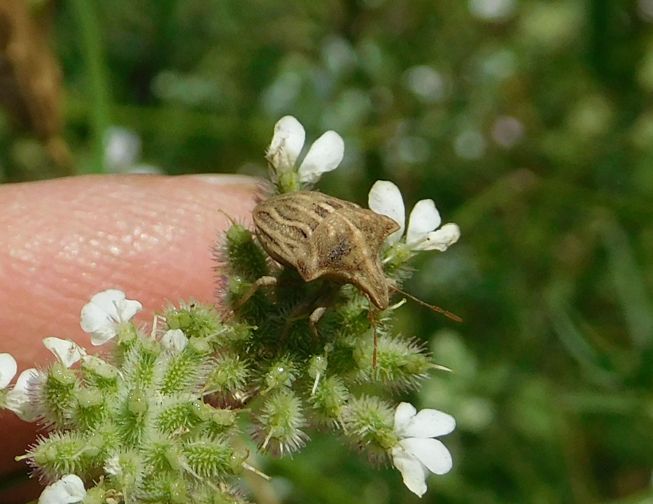 Ancyrosoma leucogrammes (Pentatomidae)