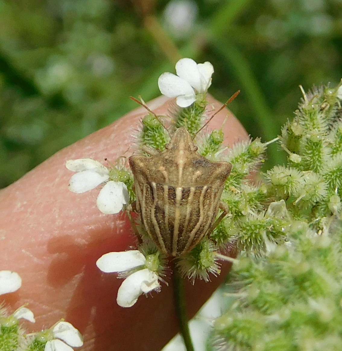 Ancyrosoma leucogrammes (Pentatomidae)