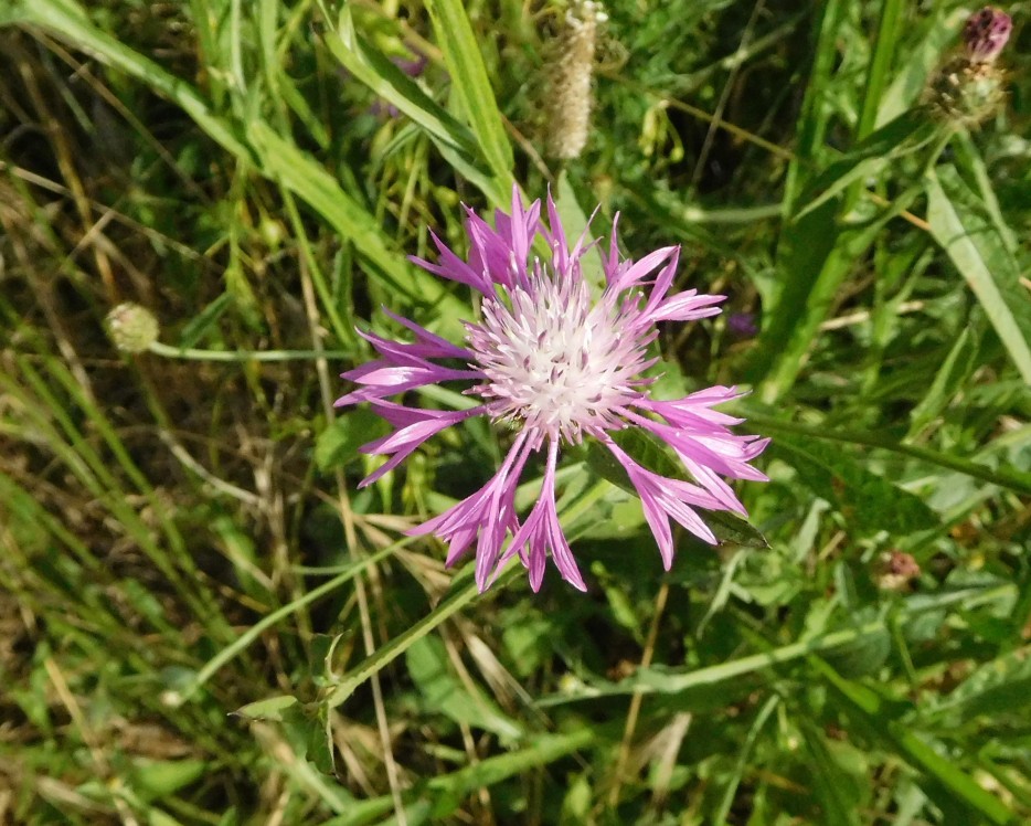 Centaurea napifolia / Fiordaliso romano