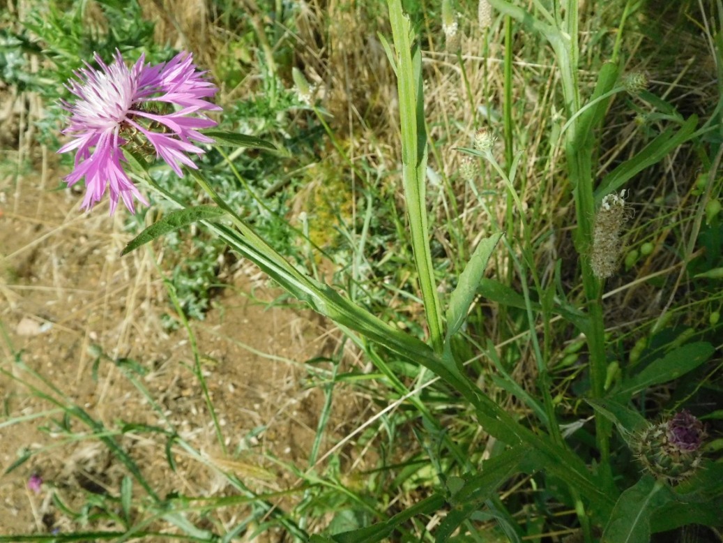 Centaurea napifolia / Fiordaliso romano