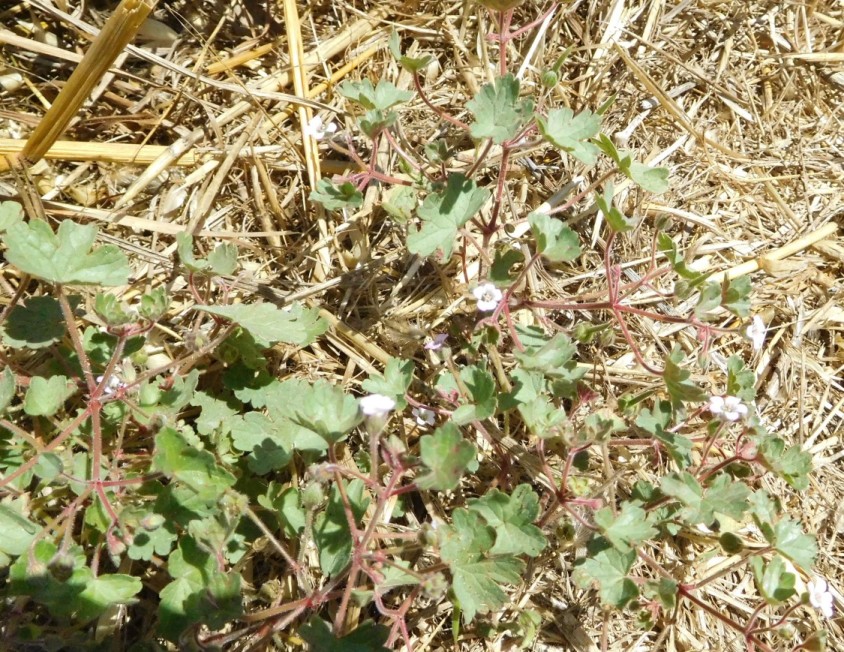 Geranium rotundifolium