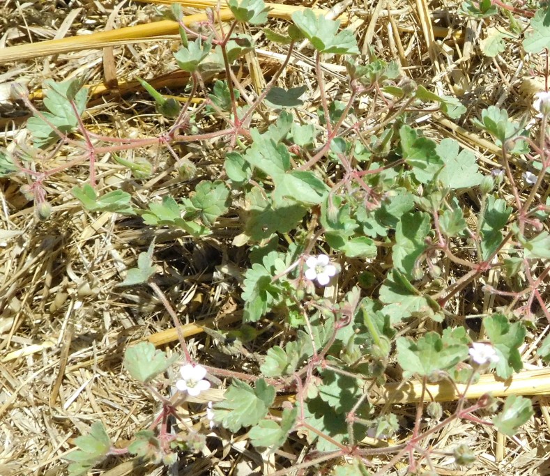 Geranium rotundifolium