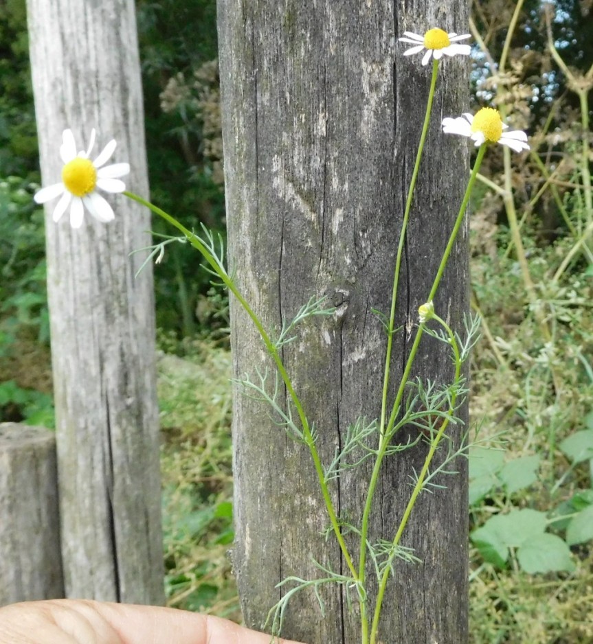 pianta da determinare 26giu