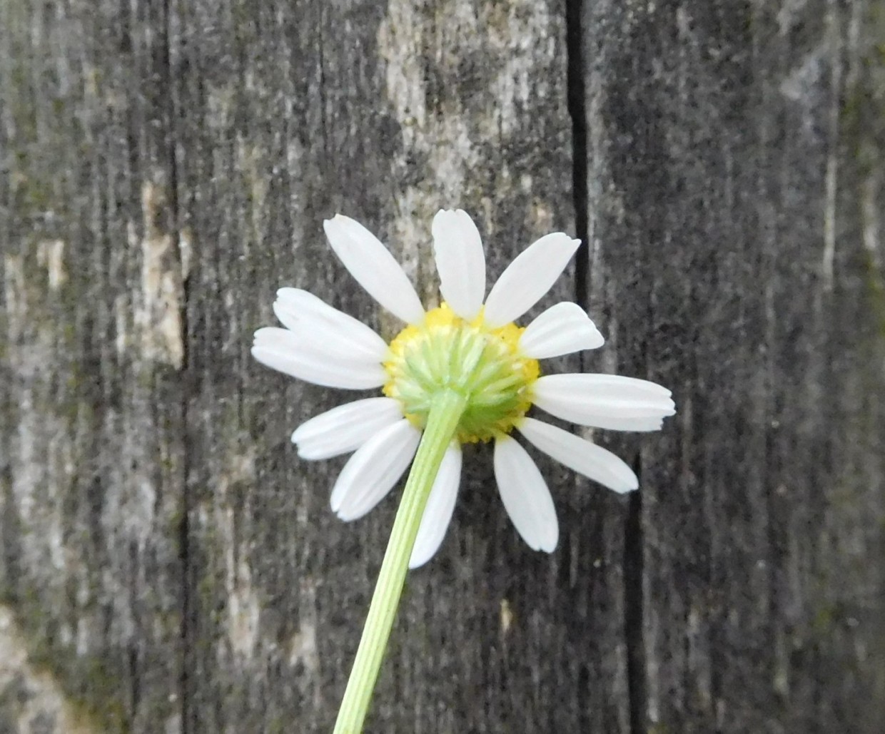 pianta da determinare 26giu