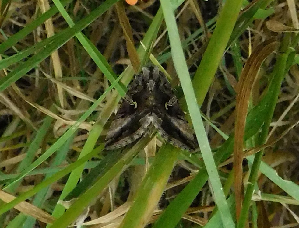 da determinare 05giu