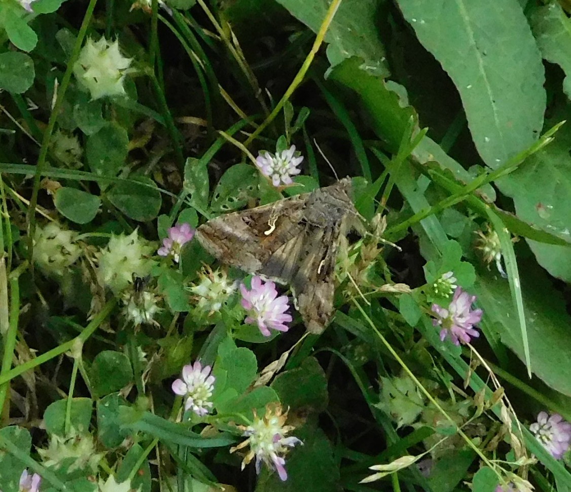 da determinare 05giu