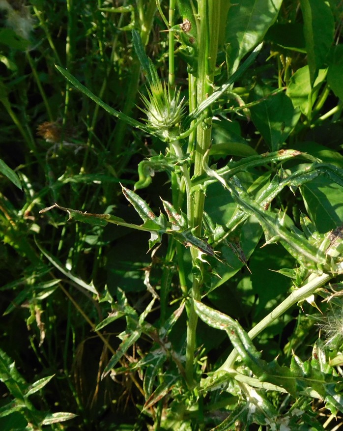 Galactites tomentosus (Asteraceae) con ospite ...