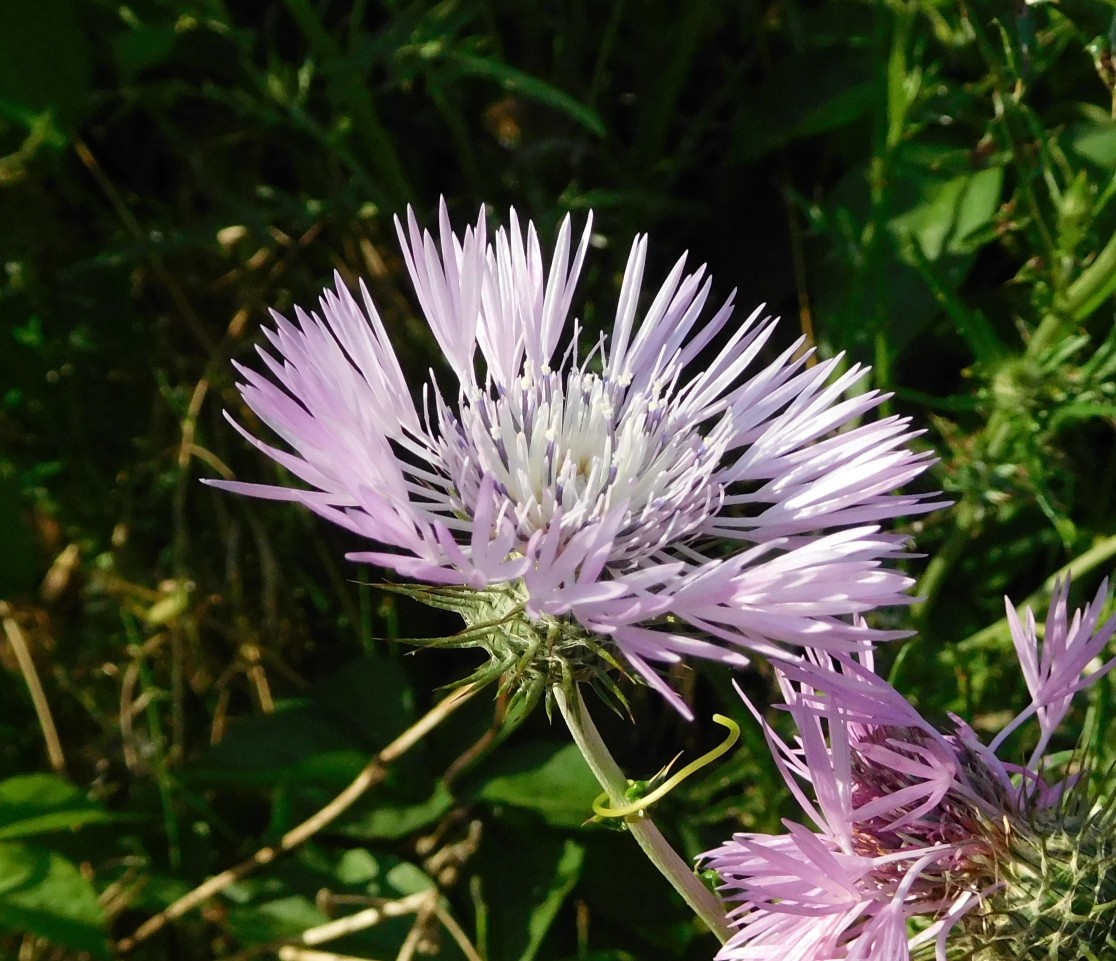 Galactites tomentosus (Asteraceae) con ospite ...