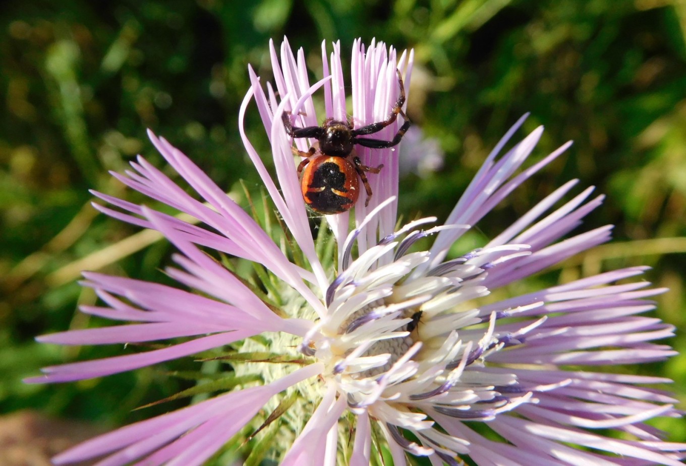 Galactites tomentosus (Asteraceae) con ospite ...