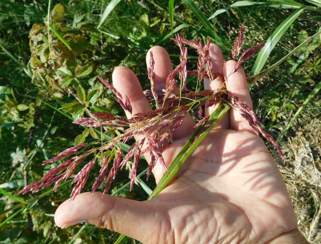 Sorghum halepense