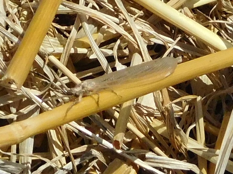 Myrmeleontidae: Creoleon lugdunensis e Macronemurus appendiculatus