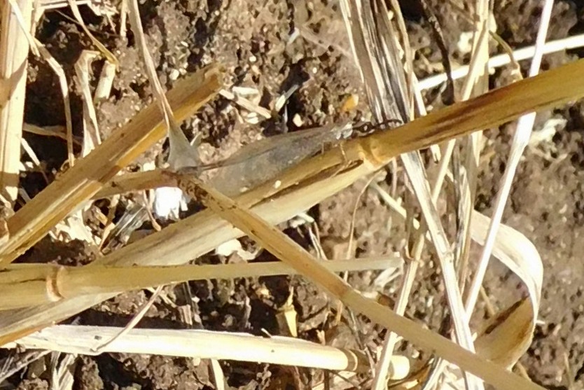 Myrmeleontidae: Creoleon lugdunensis e Macronemurus appendiculatus