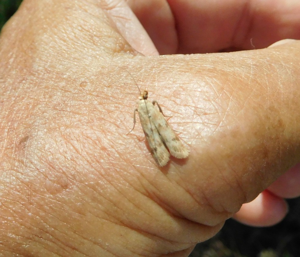 Homoeosoma sinuella (Pyralidae)