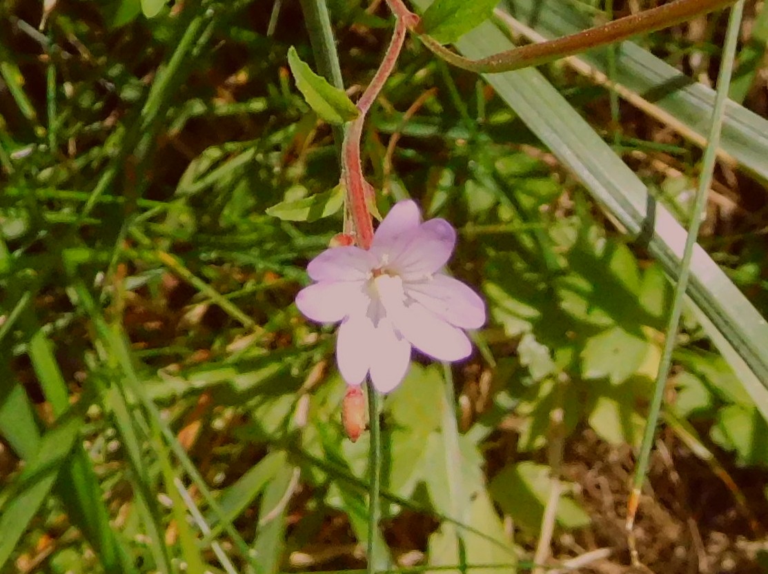 Epilobium sp. (Onagraceae)