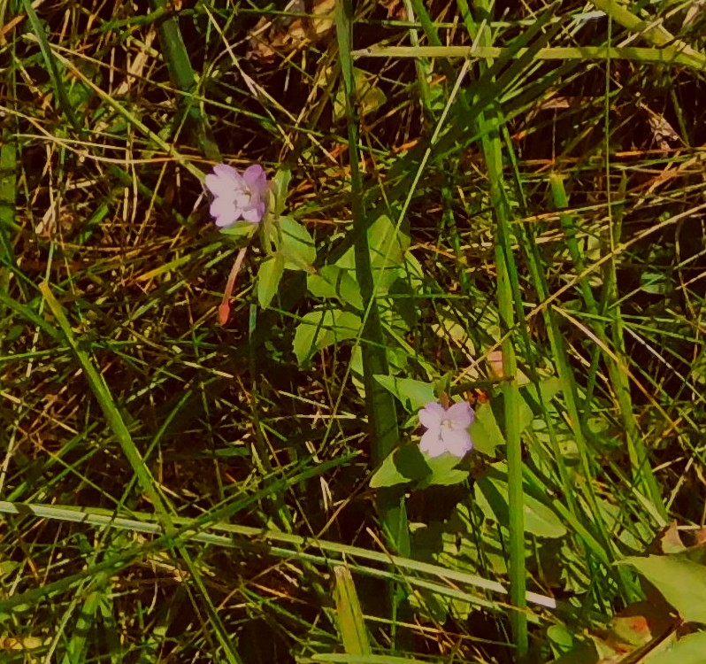 Epilobium sp. (Onagraceae)