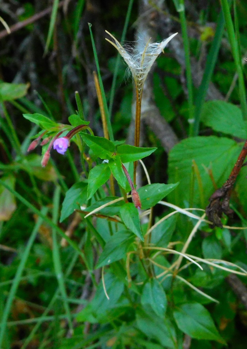 Epilobium sp. (Onagraceae)